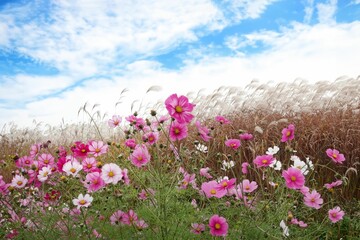 Obraz premium Vibrant pink and white cosmos flowers bloom under a bright blue sky in a serene field.
