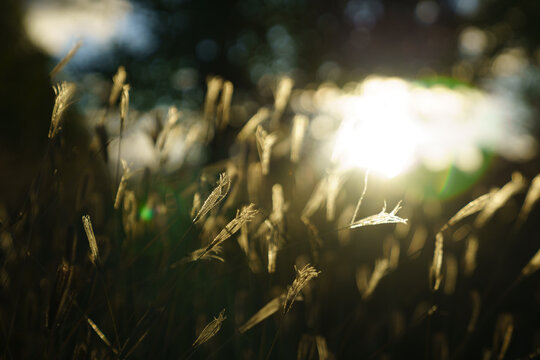 Close-up of grass seed heads in sunlit field