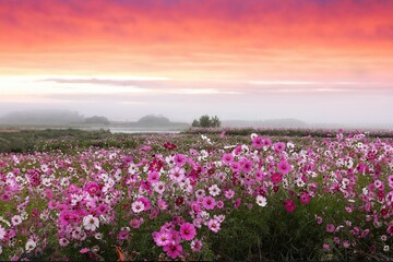 Obraz premium Vibrant field of pink and white cosmos flowers under a dramatic orange and pink sunset sky