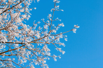 Winter landscape, winter forest tree branches against blue sky, winter tree branches background