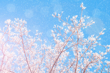 Naklejka premium Winter trees landscape, forest snowy tree branches against blue sky and snowfall