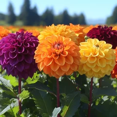 Fototapete Colorful dahlia flowers bloom vibrantly in a sunny field during late summer in the countryside © Atlas