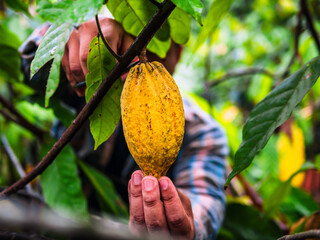 Cocoa farmer use pruning shears to cut the cacao pods or fruit ripe yellow cacao from the cacao...