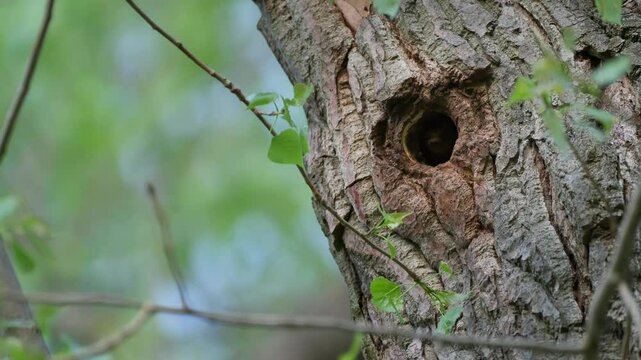 Common noctule bat (Nyctalus noctula) flying out of a tree cavity