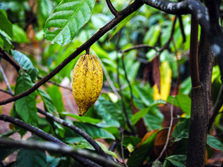 Ripe cacao fruit, cacao pod on cocoa tree plant fruit plantation