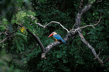 Stork-billed Kingfisher, Pelargopsis capensis perching on tree branch in forest park, massive kingfisher with a large scarlet bill,  lives in a variety of well-wooded habitats near lake or pond