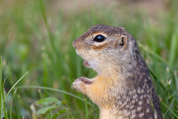 Speckled ground squirrel animal stands on its hind legs