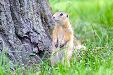 Gopher stands in the grass on a summer day