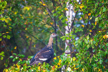 A young black grouse sits on a birch branch