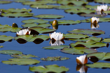 Beautiful white water lily close up