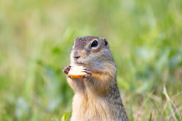 Speckled ground squirrel animal stands on its hind legs