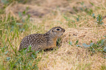 Speckled ground squirrel animal stands on its hind legs
