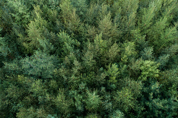 Sapling stage commercial forest on a summer day in rural Estonia, Northern Europe	