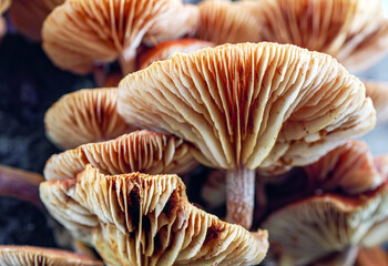 Close-up view of theunderside of mushrooms. Close-up of mushrooms texture background. macro mushroom