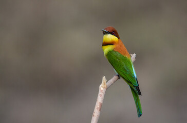 Chestnut-headed Bee-eater on the branch close up shot.