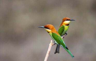 Chestnut-headed Bee-eater on the branch close up shot.