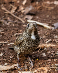 White-throated Rockthrush (female) animal portrait close up shot.