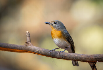 Indochinese Blue Flycatcher on the branch animal portrait.