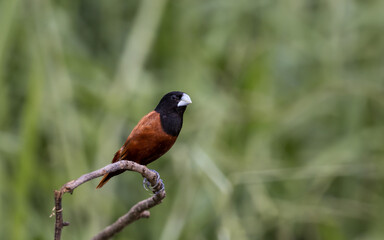 Black- headed Munia animal portrait close up shot.