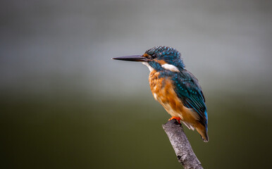 Common kingfisher on the branch tree animal portrait.