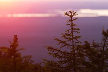 Fototapeta premium Top o a small Norway spruce during a colorful summer sunset near Kuusamo, Northern Finland