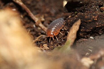 isopods woodlouse pill bugs merulanella sp vietnam
