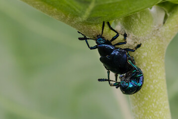 Chrysochus pulcher Baly. Family CHYSOMELLIDAE Type Insect-Leaf Beetle Distinguishing Characteristics Dark blue, shiny body. Eat plants that contain latex.