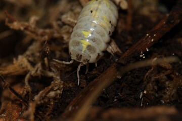 isopods woodlouse pill bugs armadillidium vulgare magic potion