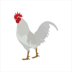 Vector illustration of chicken. Hen or rooster or chick domestic animal in cartoon flat style. Livestock farmland icon for poster, infographic, digital resources, logo, symbol