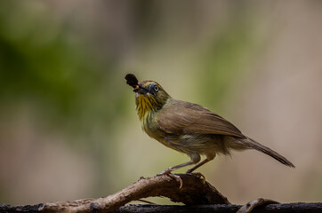Pin-striped Tit Babbler is a bird that lives in relatively sparse evergreen forests, sparse forests, forest edges, bamboo forests, plains up to a height of 1,525 meters.
