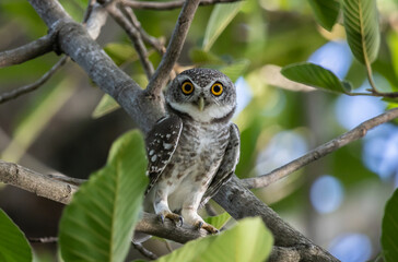 Spotted owl is a bird of prey belonging to the owl family. that can be found in Thailand.
