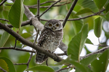 Spotted owl is a bird of prey belonging to the owl family. that can be found in Thailand.