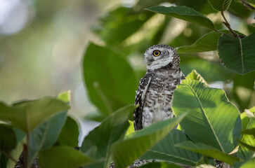 Spotted owl is a bird of prey belonging to the owl family. that can be found in Thailand.