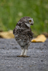 Spotted owl is a bird of prey belonging to the owl family. that can be found in Thailand.