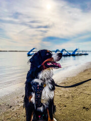 Dog Sitting on the Beach by the Water on a Sunny Day