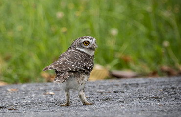 Spotted owl is a bird of prey belonging to the owl family. that can be found in Thailand.