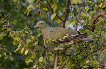 Pink-necked Pigeon perched on a branch animal portrait.