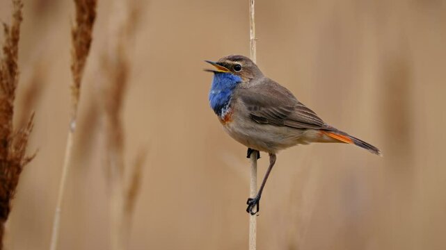 White-spotted bluethroat (Luscinia svecica cyanecula) singing, bird in reeds