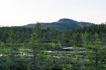 A wetland surrounded with woodland and Pyhävaara mountain in the background on a summer night near Kuusamo, Northern Finland