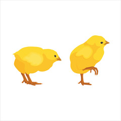 Vector illustration young chicken in cartoon flat style. Yellow chick domestic animal. Farming agriculture chicken concept in rural scene. Livestock icon, logo, poster, clipart, digital resources