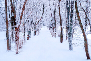 Winter landscape, snowy trees along the winter park alley in winter cloudy day. Winter snowy landscape scene