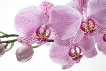 Obraz premium Beautiful pink orchids in soft light. These flowers symbolize love and beauty. Perfect for decoration or art projects. Embrace nature in your space. Generative AI