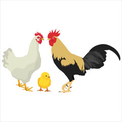 Vector ilustration of chicken livestocks in cartoon flat style.. Hen, rooster and chick domestic animals in farmland. Icon for logo, symbol, poster, infographic, digital resources, protein fauna