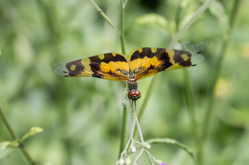 Rhyothemis variegata. This insect tends to breed in swamps, ponds and fields. They are not very good fliers and can easily be mistaken for butterflies.