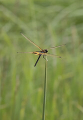 Rhyothemis variegata This insect tends to breed in swamps, ponds and fields. They are not very good fliers and can easily be mistaken for butterflies.