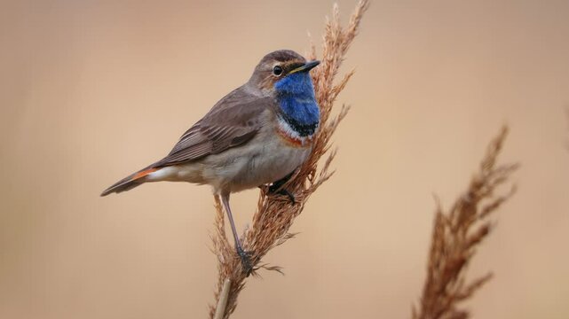 White-spotted bluethroat (Luscinia svecica cyanecula) singing, bird in reeds