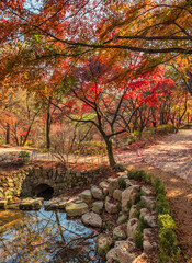 Seoul South Korea, red maple tree leaf at Samcheong Park in autumn season