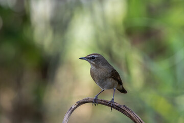 Siberian Rubythroat is a migratory bird that comes to Thailand during the winter.