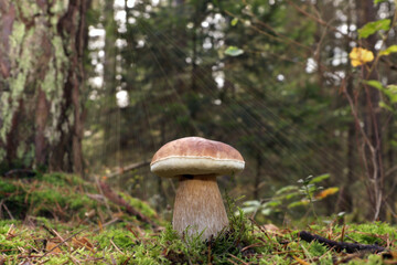 The wild edible fungus boletus edulis, also known as cep, penny bun, porcino or porcini, grows in the forest Sunlight beams penetrate through the foliage. Large brown cap and a brownish-white stipe.