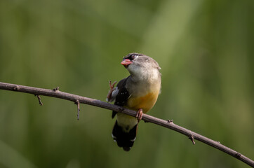 Red Avadavat; Amandava is a bird that lives in Thailand. Can be found in many areas.